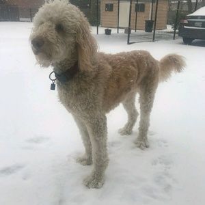 Meet your Posher, Dakota